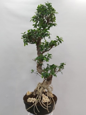 Ficus Bonsai Ginseng 100 - 110 cm